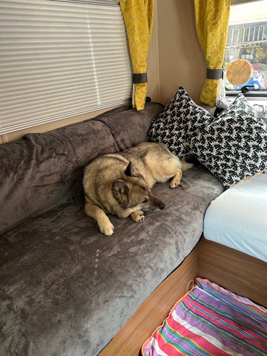 Customer photo review of Luxury Throw & Dog Blanket
