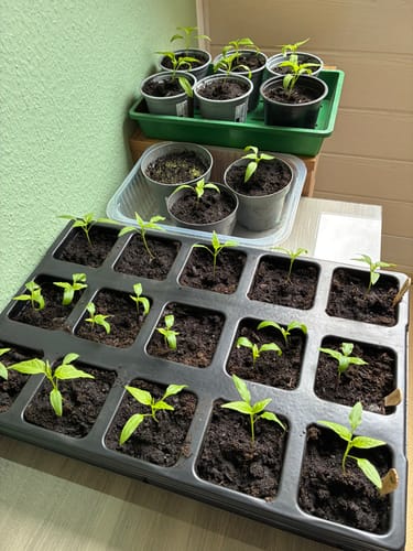 Customer photo review of Kopfsalat ‘Summertime‘