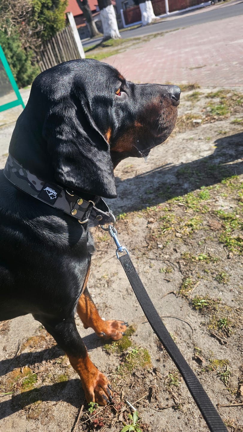 Customer photo review of Szeroka obroża półzaciskowa - Martingale Camo Black