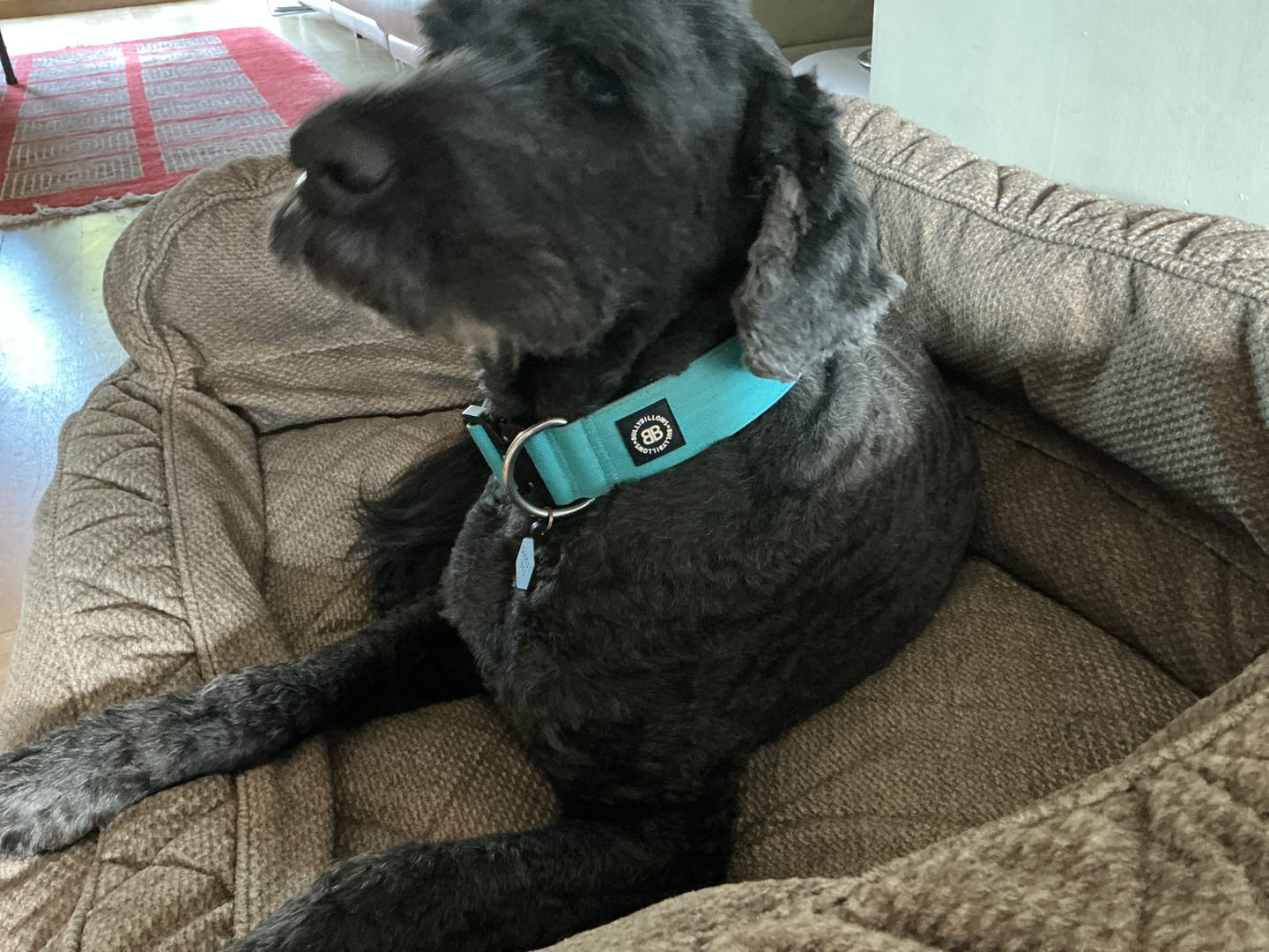 Customer photo review of 5cm Combat® Collar | NO Handle & Secure Clip - Light Blue