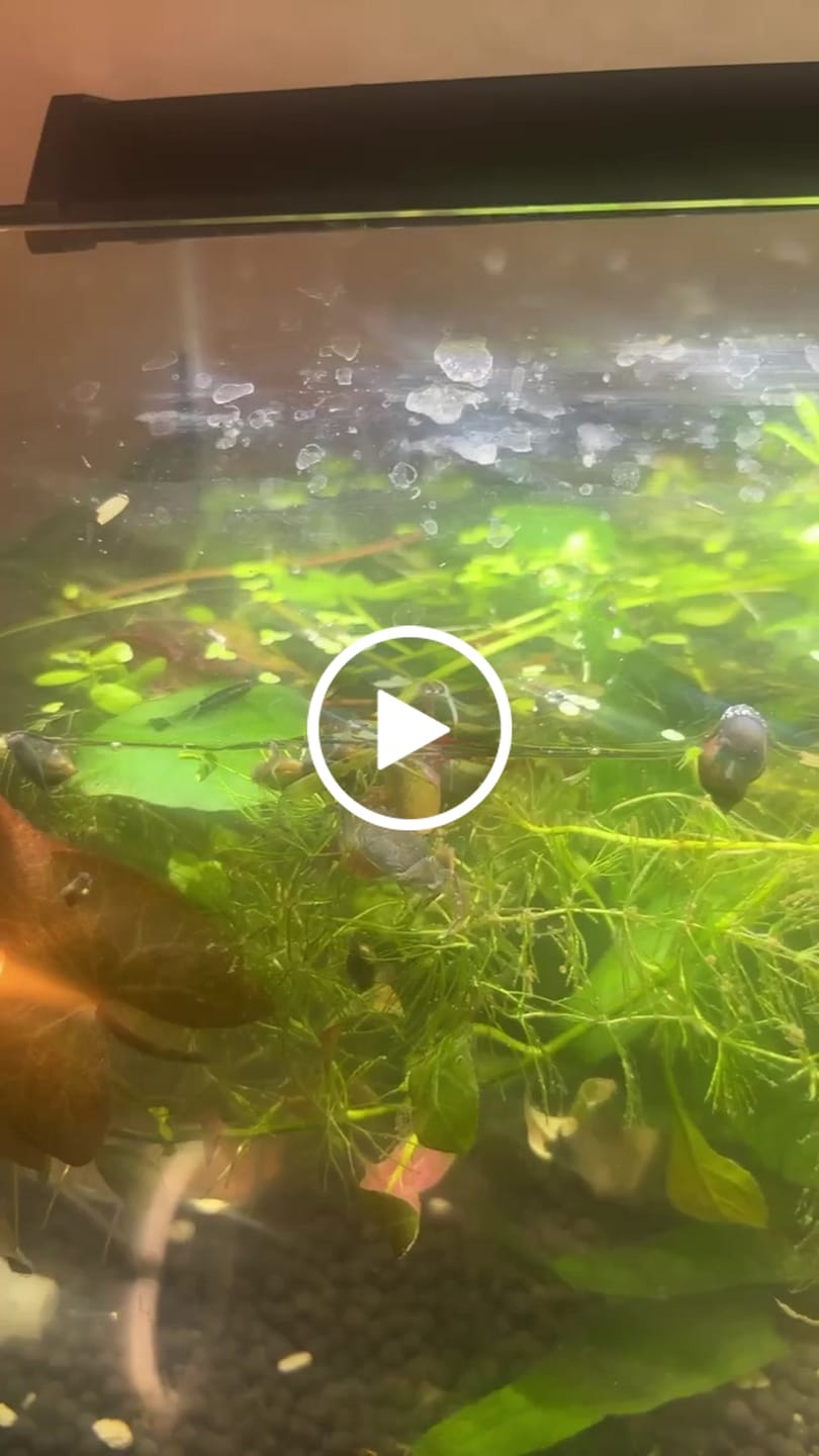 Customer video review of Freshwater Pom Pom Crab (Ptychognathus barbatus)