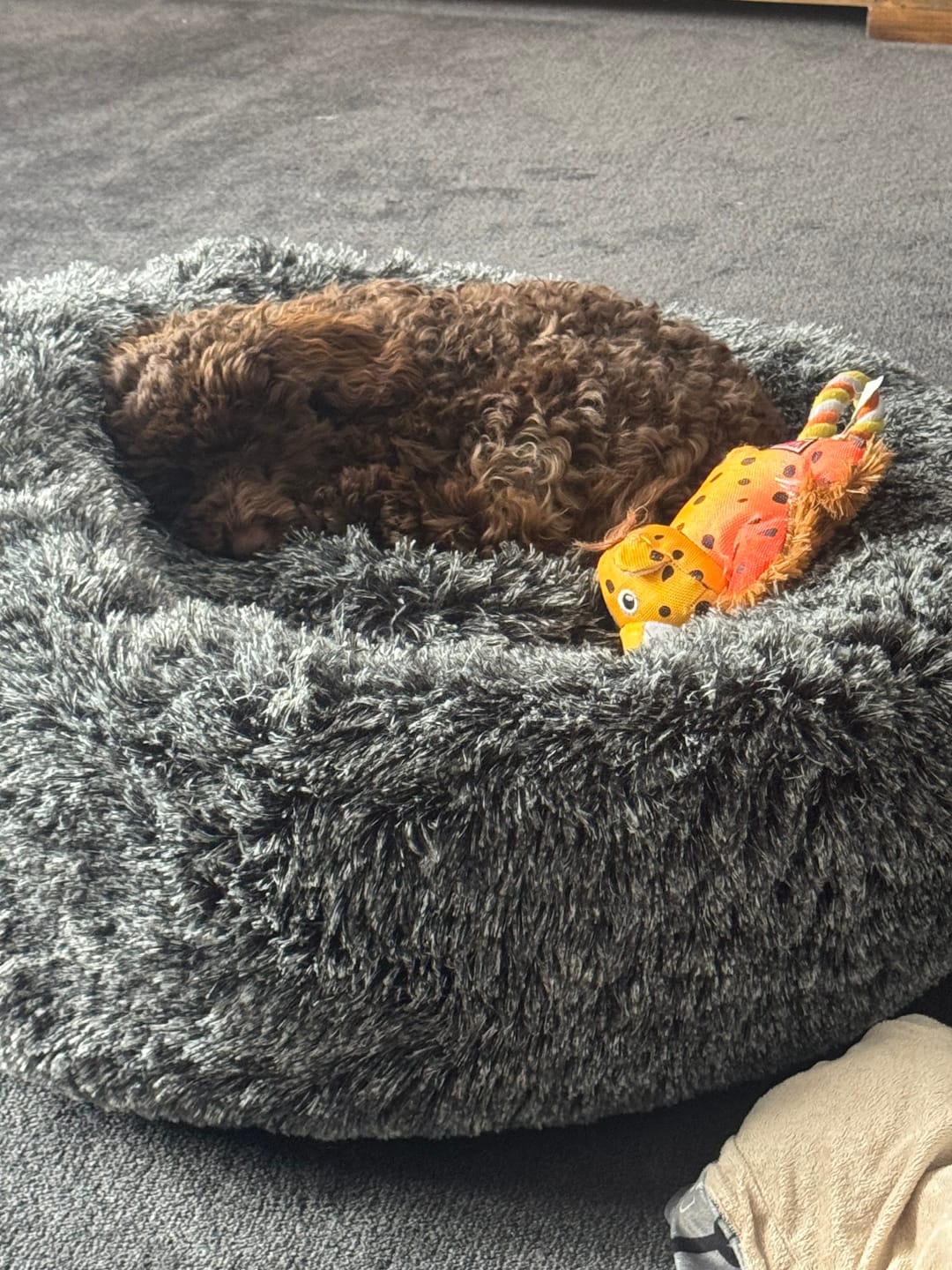 Customer photo review of Premium Calming Pet Bed with Removable Cover