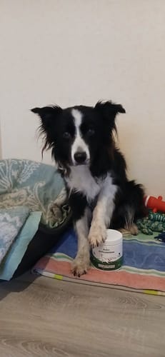 Avis du client : un border collie noir et blanc avec sa patte sur le pot de Complément articulations (saumon).