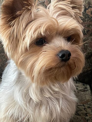 Close-up of a reviewer's fluffy Yorkshire terrier, from a review for the 12 Inch Thick Bully Stick.