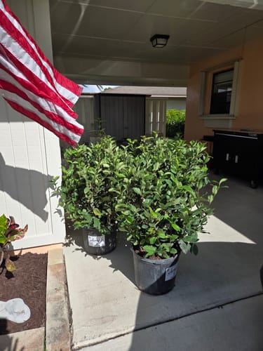 Customer's two healthy Viburnum Suspensum plants in pots on a porch after delivery.