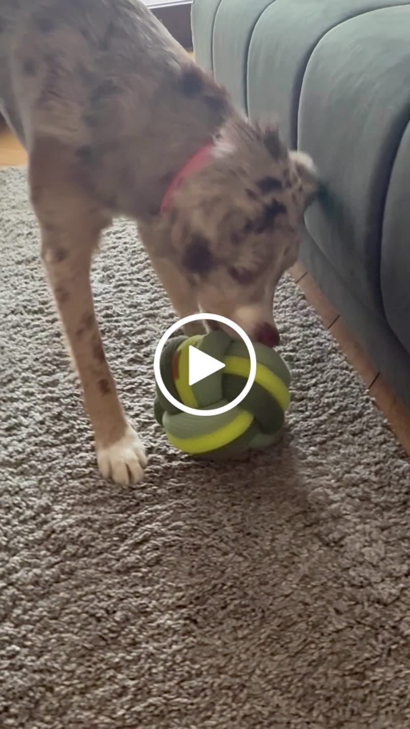 Customer video review of The Twisty Ball – Interaktiver Schnüffelball für Hunde