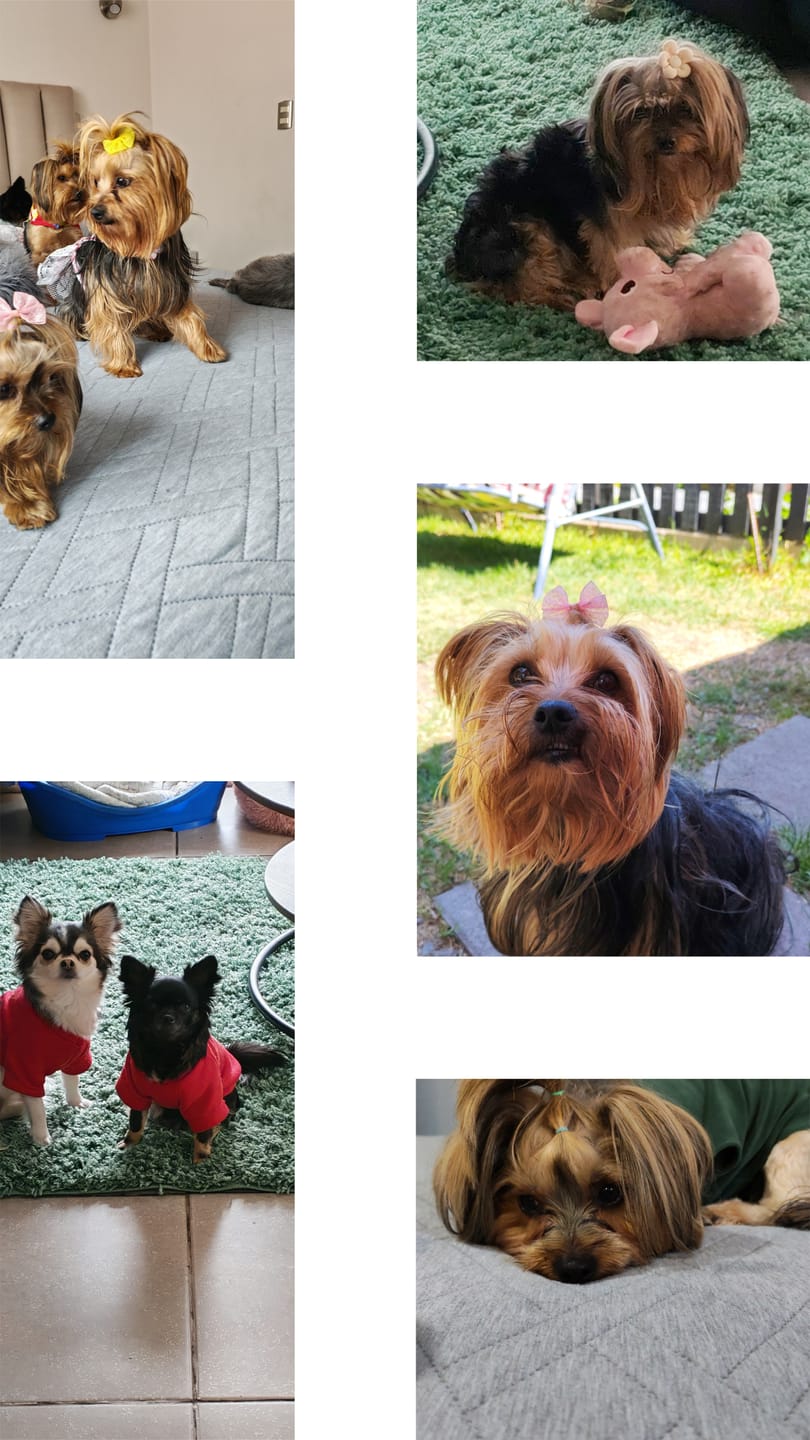Customer photo review of Piper With Quail and Cranberry