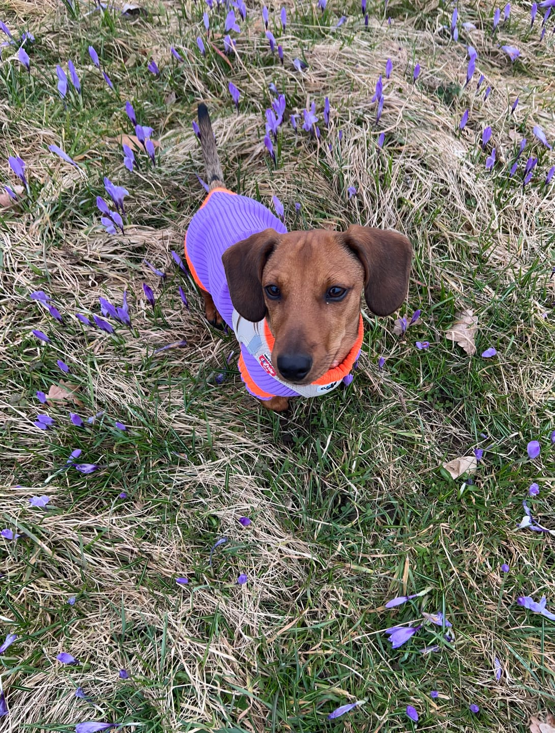 Customer photo review of THE GLOW JUMPER 2.0 - Neon Hundepullover - (Poppy Lavender)