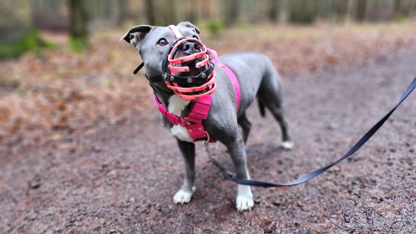 Customer photo review of Easy Walk Rosa - Sele med handtag