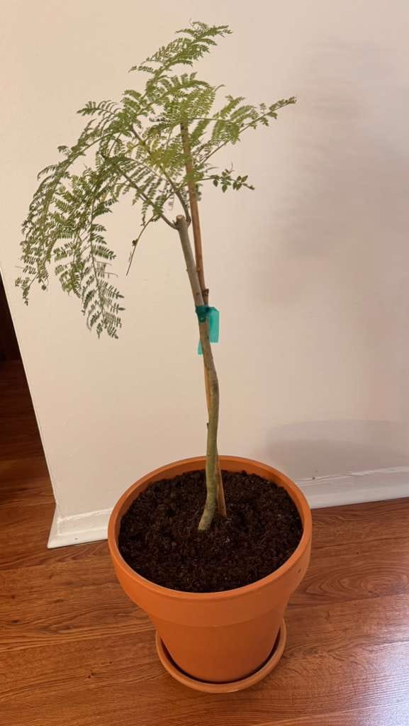 Customer photo review of Purple Jacaranda Mimosifolia Flowering Tree