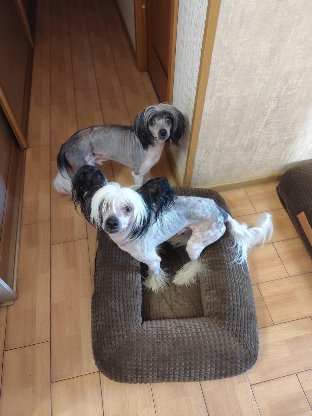 Customer photo review of Active VetDiet Ultra Dermo All size suņiem