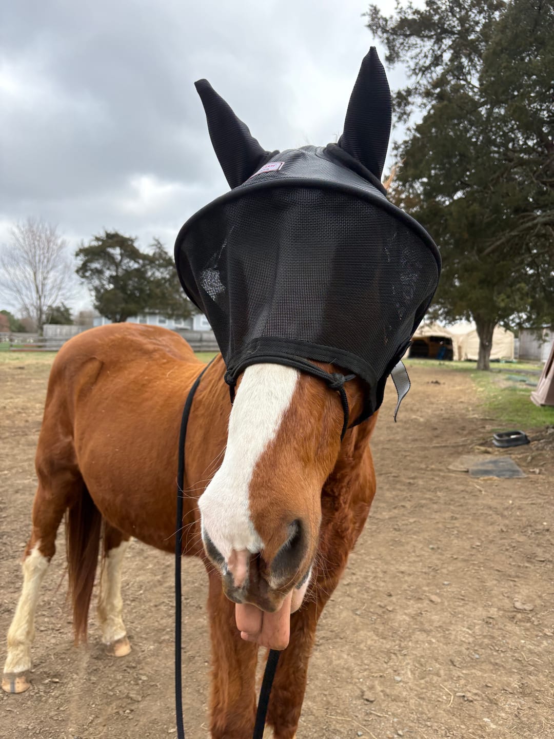 Customer photo review of Solar Vizor Fly Mask - With Ear Protection - NEW STYLE