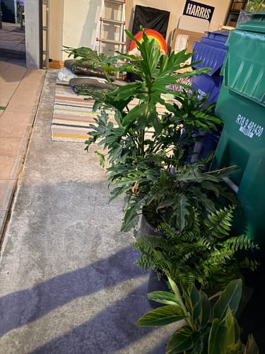 Customer's delivered pot showing a full Macho Fern mixed with other green plants on a patio.