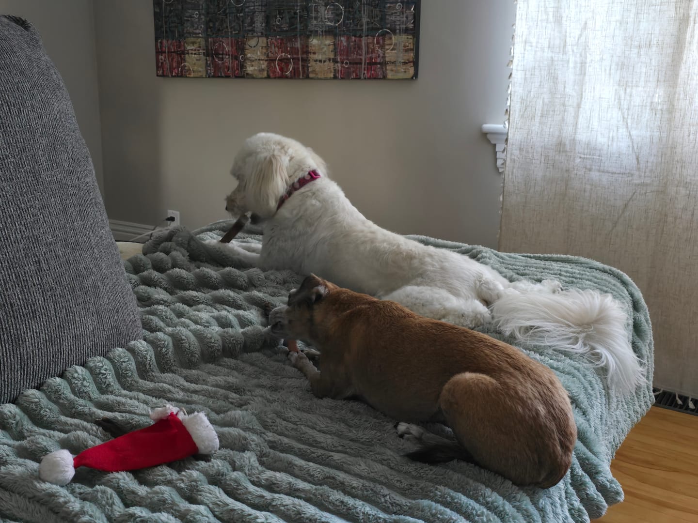 Customer photo review of Himalayan Yak Chew Flavor Pack