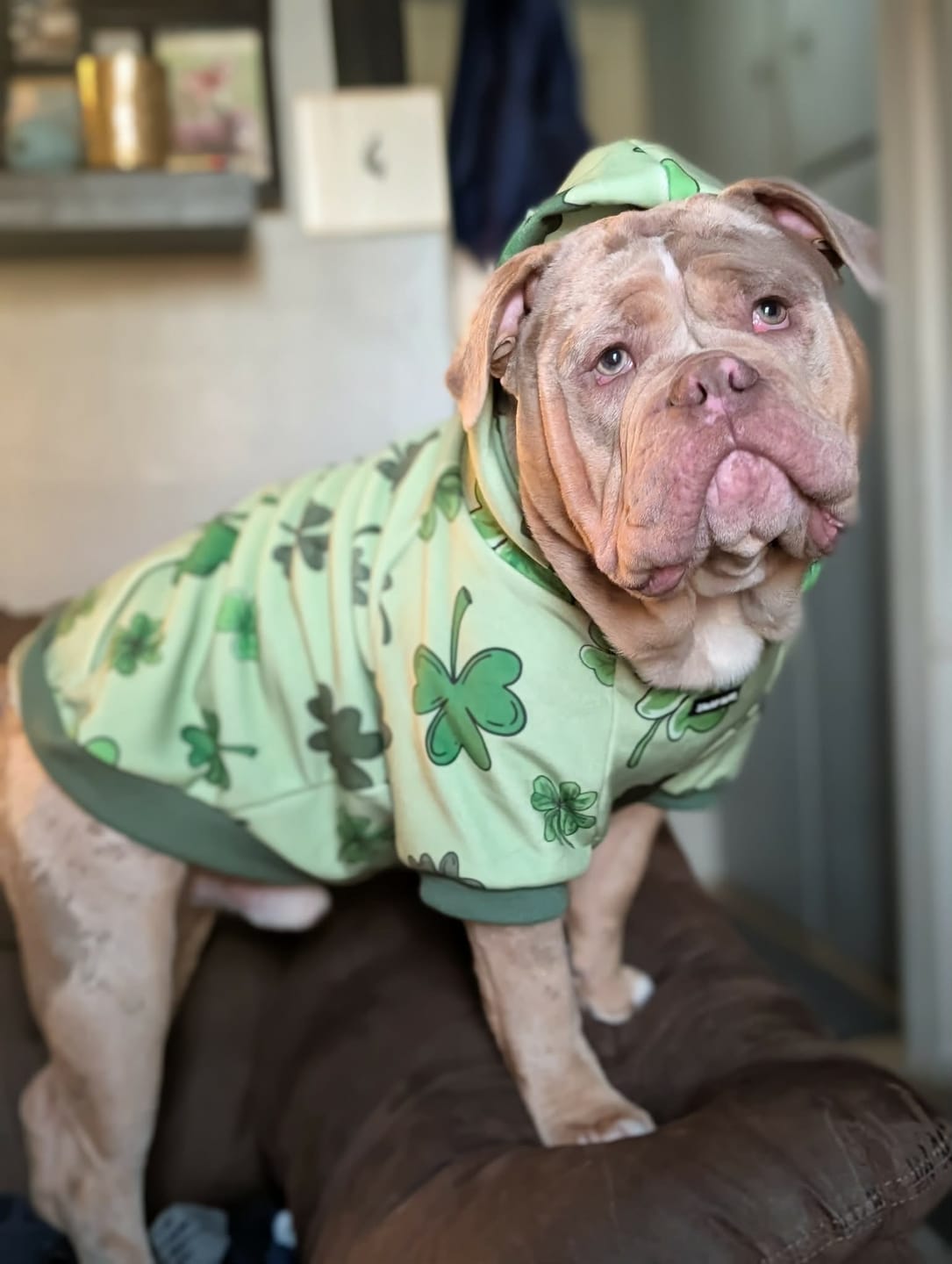 Customer photo review of St. Paddy's Dog Hoodie - Dark Green (Limited Edition)