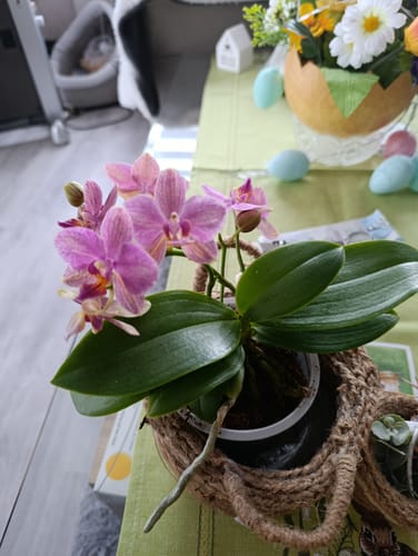 Kundenfoto der blühenden Table Dance Salta Orchidee mit schönen, lila-gestreiften Blüten auf einem Tisch.