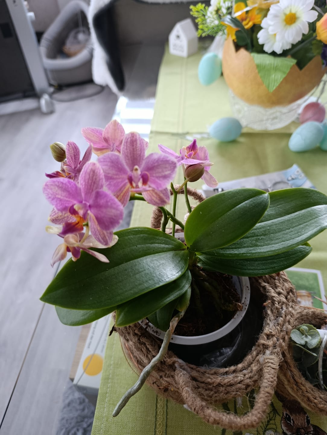 Customer photo review of Table Dance Salta mit lila-gestreiften Blüten und 2+ Rispen