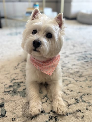 Customer photo review of Birthday Cupcake Sprinkles Dog Bandana or Cat Bandana