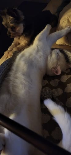 Customer photo review of Instinct Basket | Meet the first research-backed natural territory for indoor cats