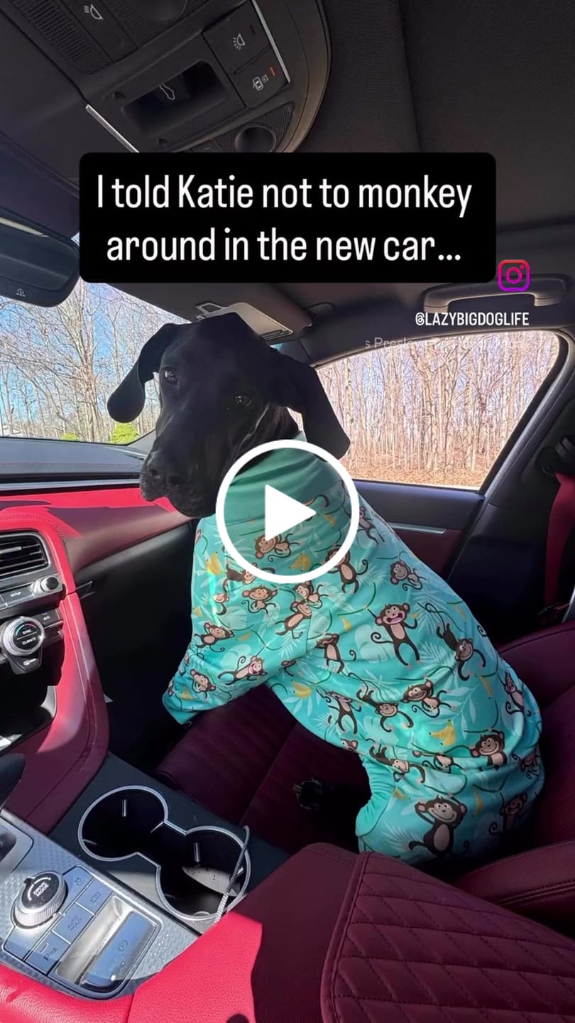 Customer video review of Dog Pajama - Monkey Business