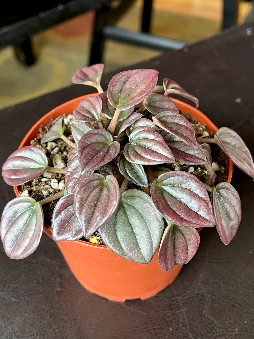Customer photo review of Peperomia caperata ‘Cayenne’