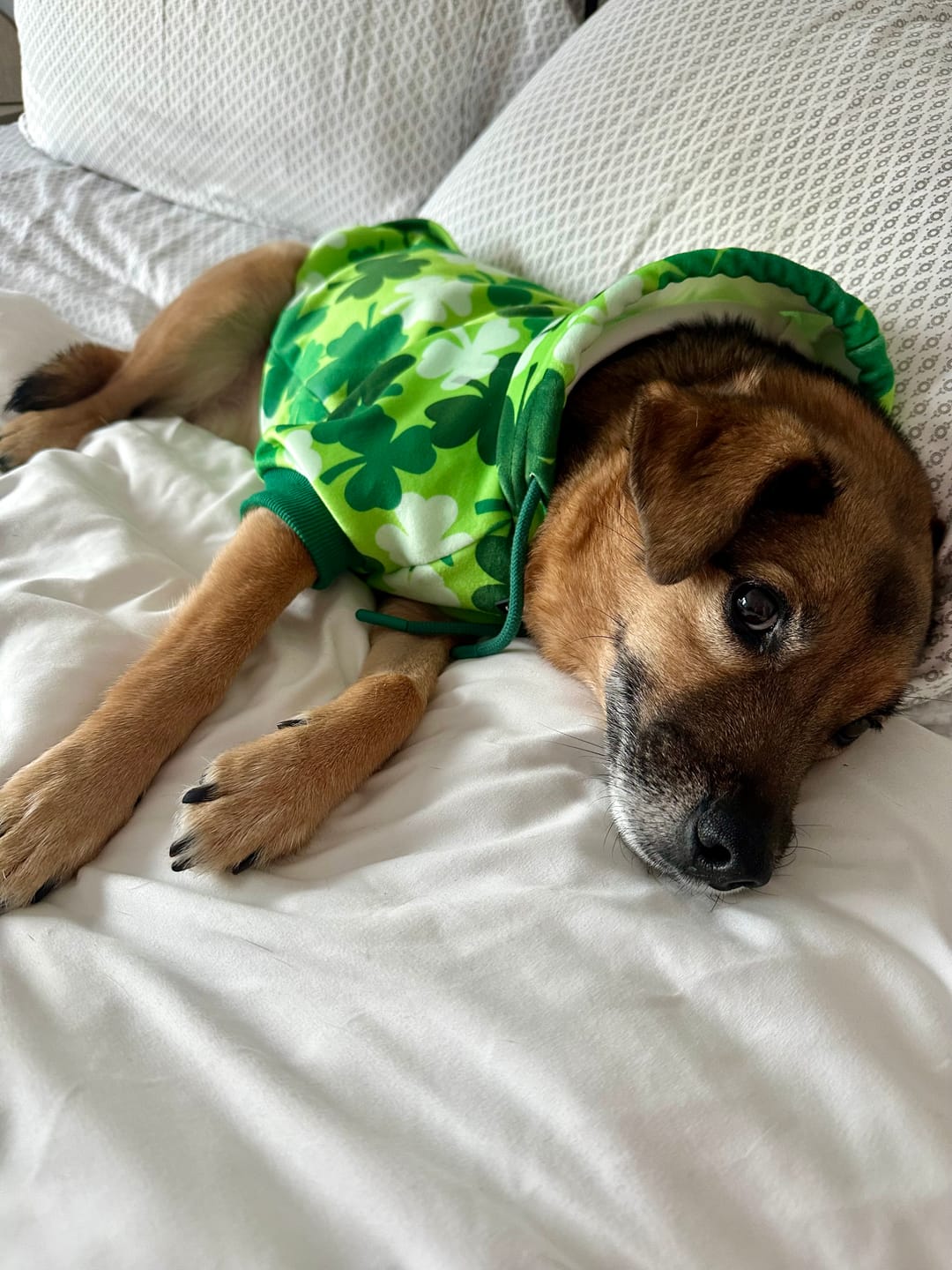 Customer photo review of St. Paddy's Dog Hoodies (Limited Edition)