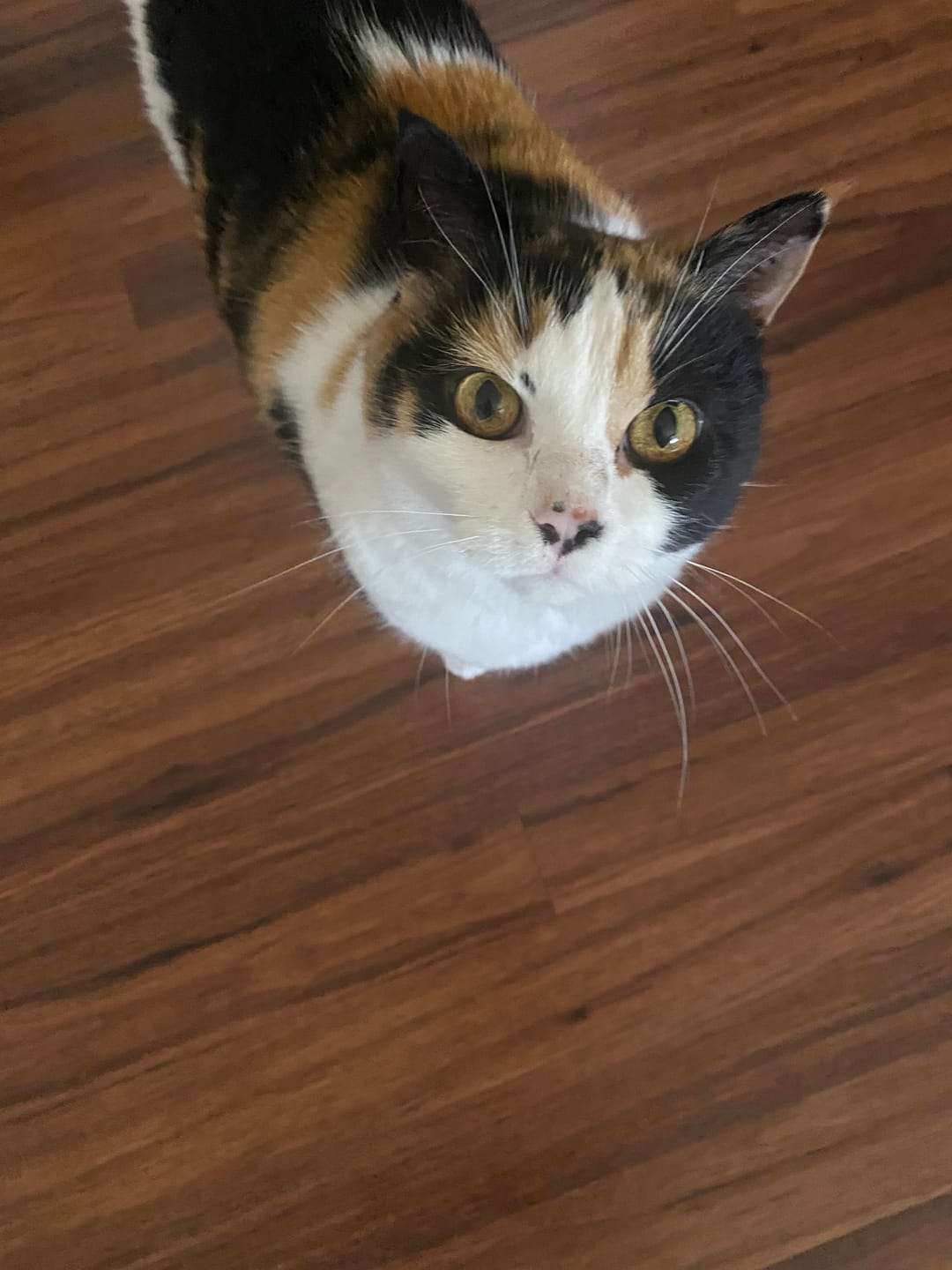 Customer photo review of Michu Mixed Tofu Cat Litter & Wonder Litter Bundle