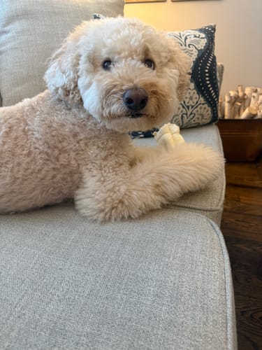 Customer photo review of Beef Cheek Rolls