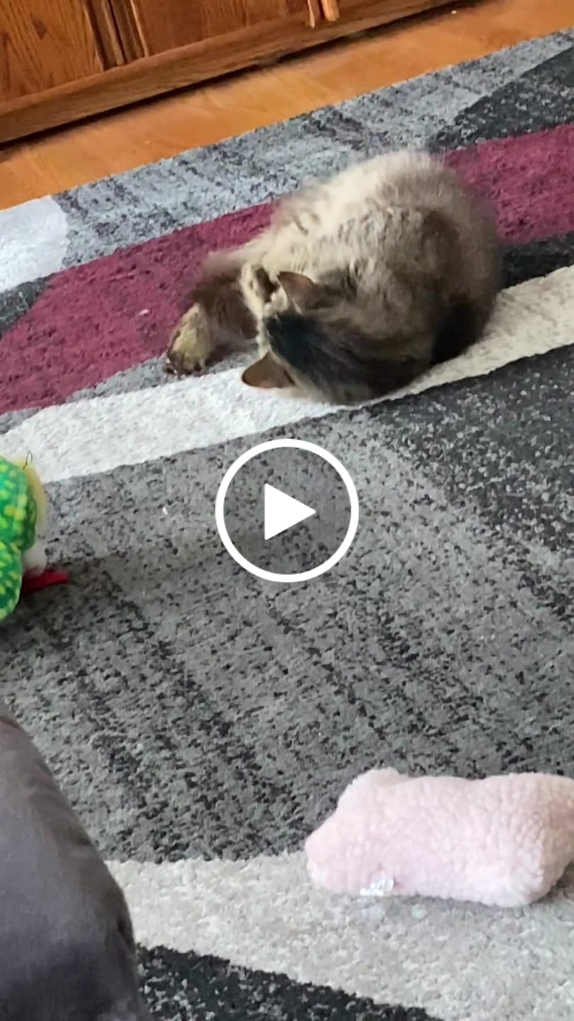 Customer video review of Royal Canin Gastrointestinal Low Fat + Hydrolyzed Protein Dry Dog Food