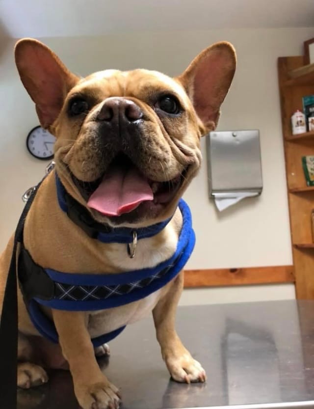 Customer photo review of Royal Canin Gastrointestinal Low Fat + Hydrolyzed Protein Dry Dog Food