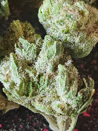 Customer photo review of Light Assist THCA Smalls