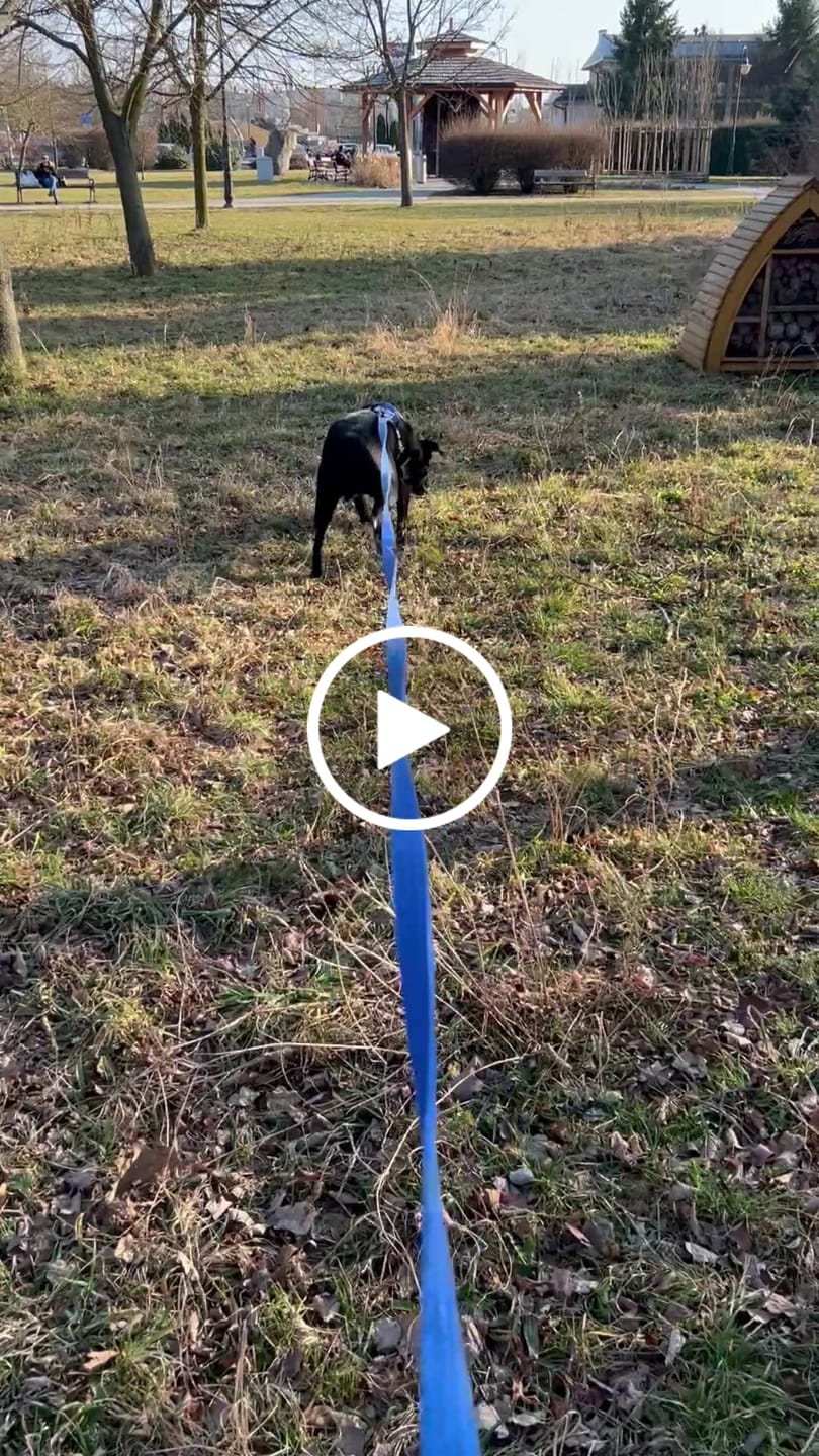 Customer video review of Smycz nylonowa Walk Leash – Silver Edition Blue