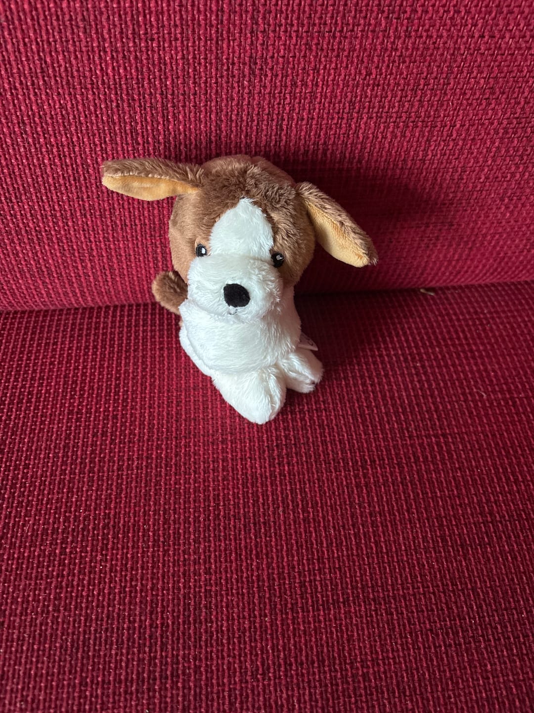 Customer photo review of Mini Lotgenootje Hond