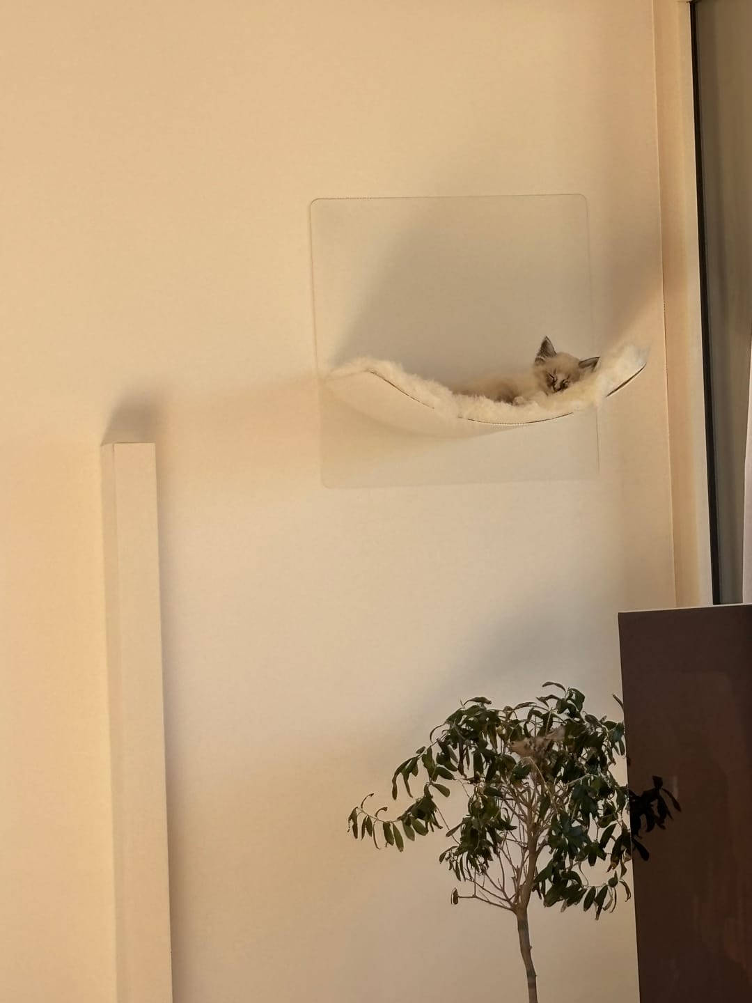 Customer photo review of STYA Katzen Kletterwand | Hängematte WL310