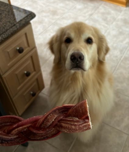Customer holding a thick braided bully stick in front of an attentive golden retriever dog.