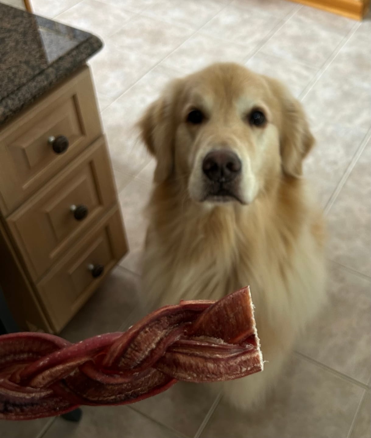 Customer photo review of 6 Inch Thick Braided Bully Stick