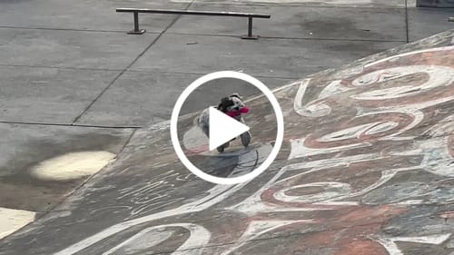 Customer video review of CT1711 1 Pieza De Juguete Para Mascota