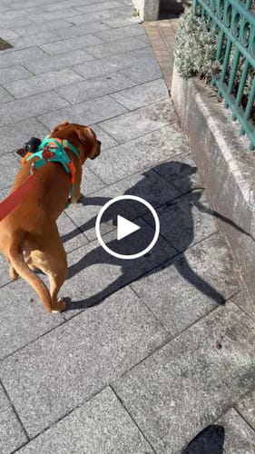 Customer video review of 1.4m Lighter Swivel Combat Lead | Anti-Tangle & Secure Clip - Turquoise x Orange