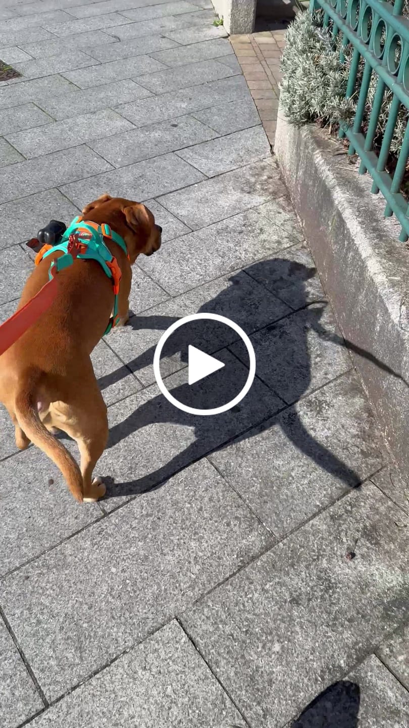 Customer video review of 1.4m Lighter Swivel Combat Lead | Anti-Tangle & Secure Clip - Turquoise x Orange