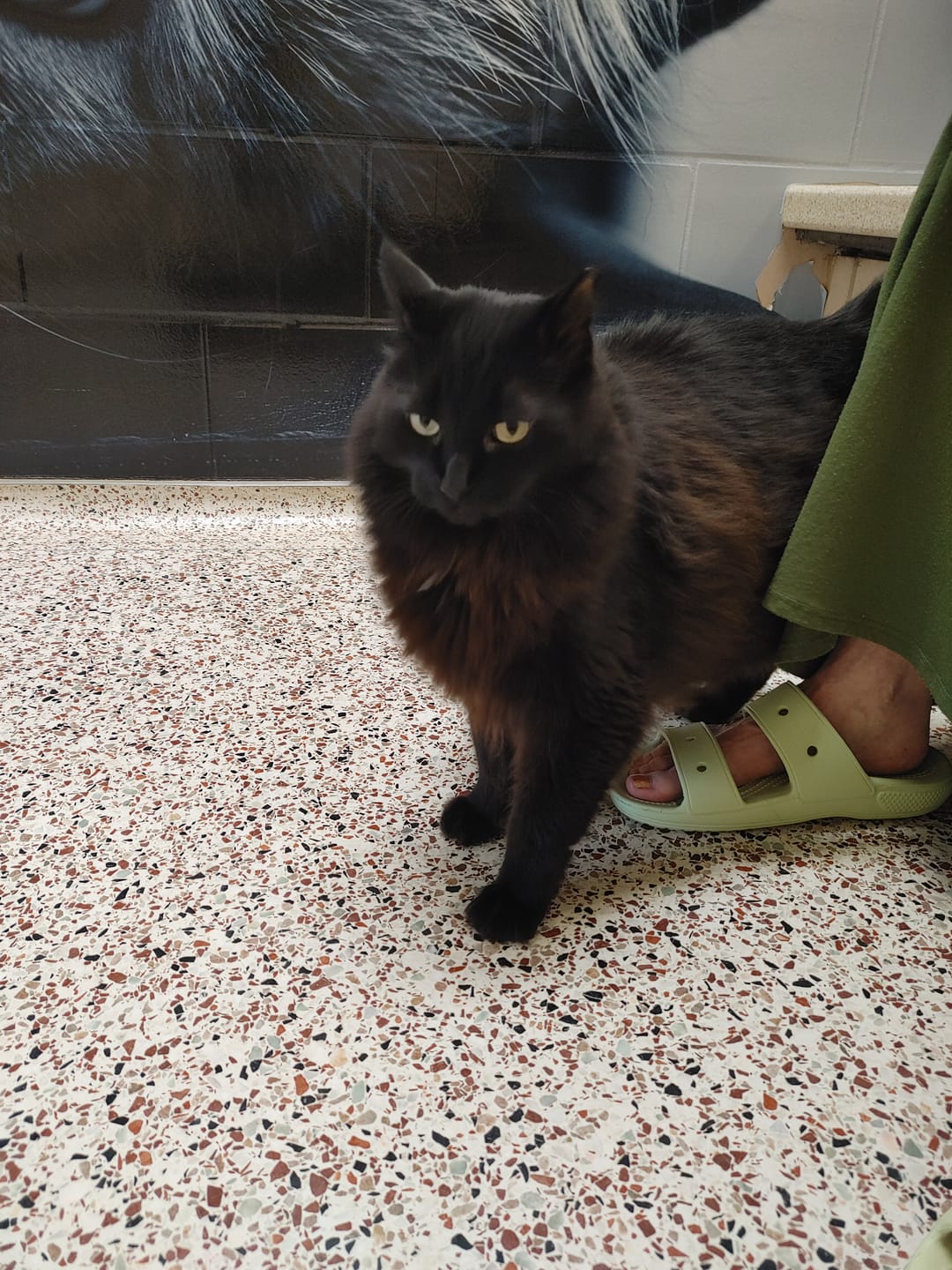 Customer photo review of Cat Dental Care & Bad Breath Remedy