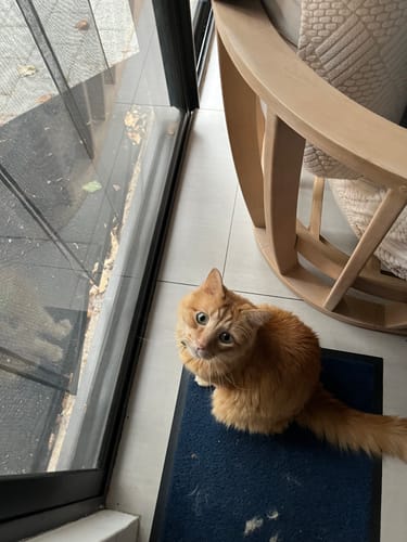 Customer photo review of 3 Month Supply - 2 Cats