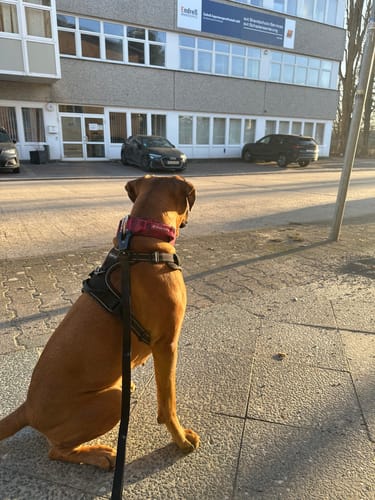 Customer photo review of Ladder Combat® Multiple Handles Lead - Black