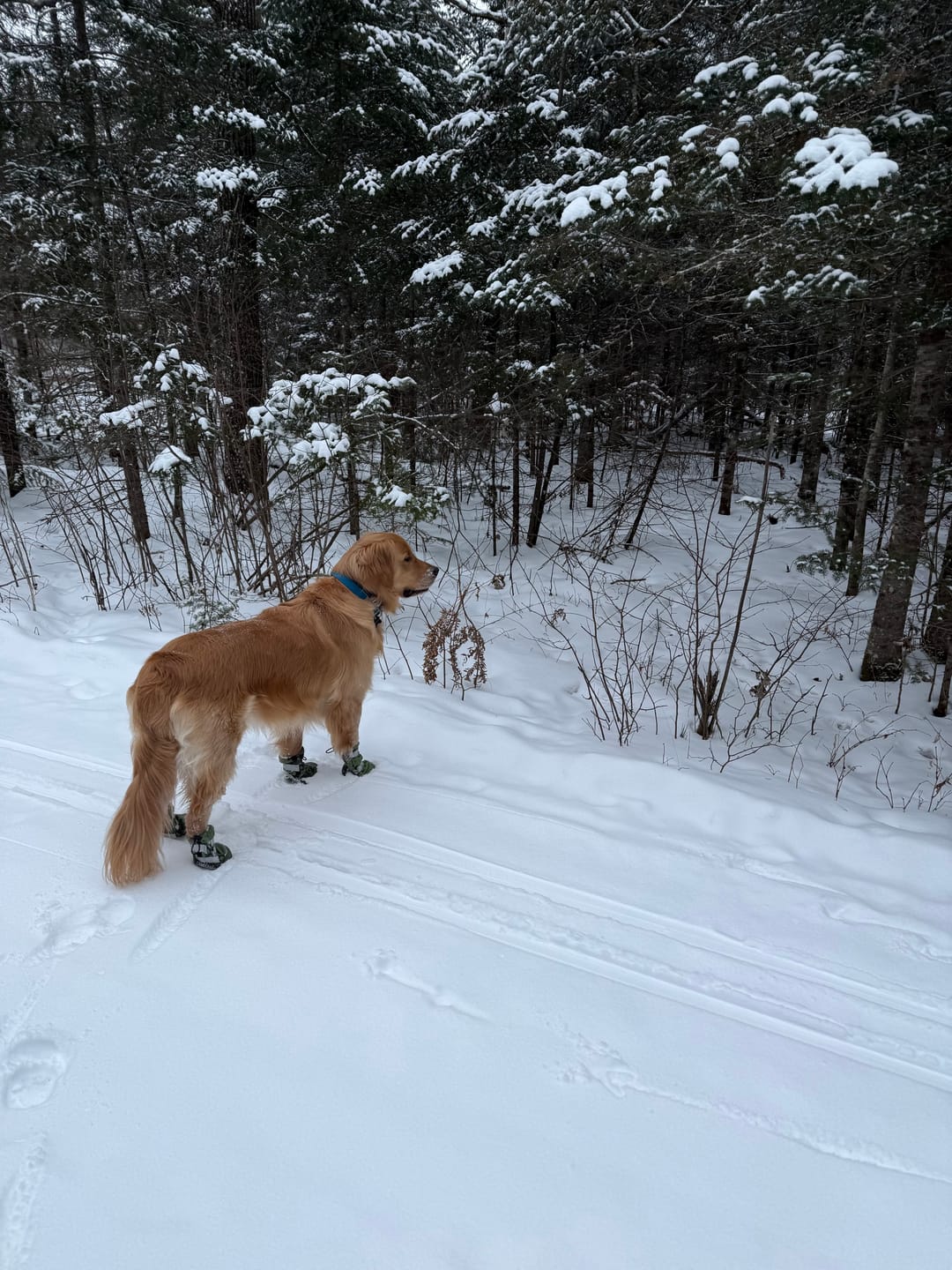 Customer photo review of Flex Shell Waterproof Dog Boots - Green