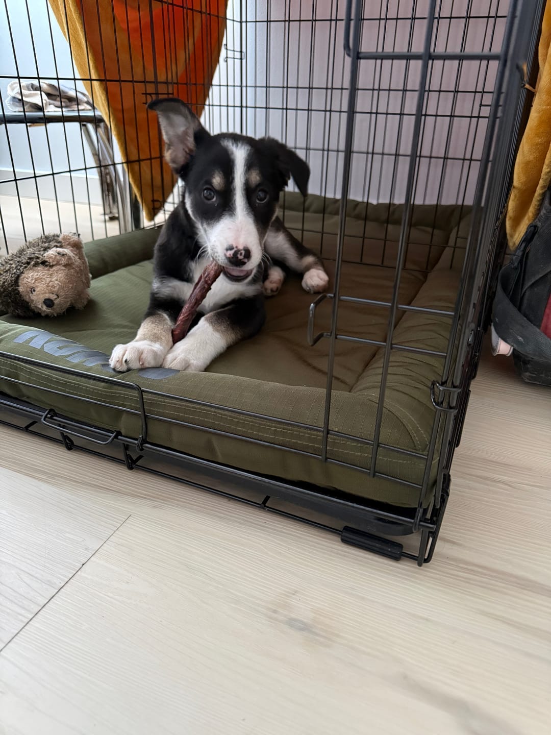 Customer photo review of 5-6 Inch Champion Chew