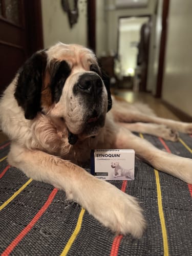 Avaliação com foto de um cliente sobre Synoquin 30 comprimidos - Comprimidos Condroprotetores para cão e gato (saúde articular). Caixas com 30 comprimidos.