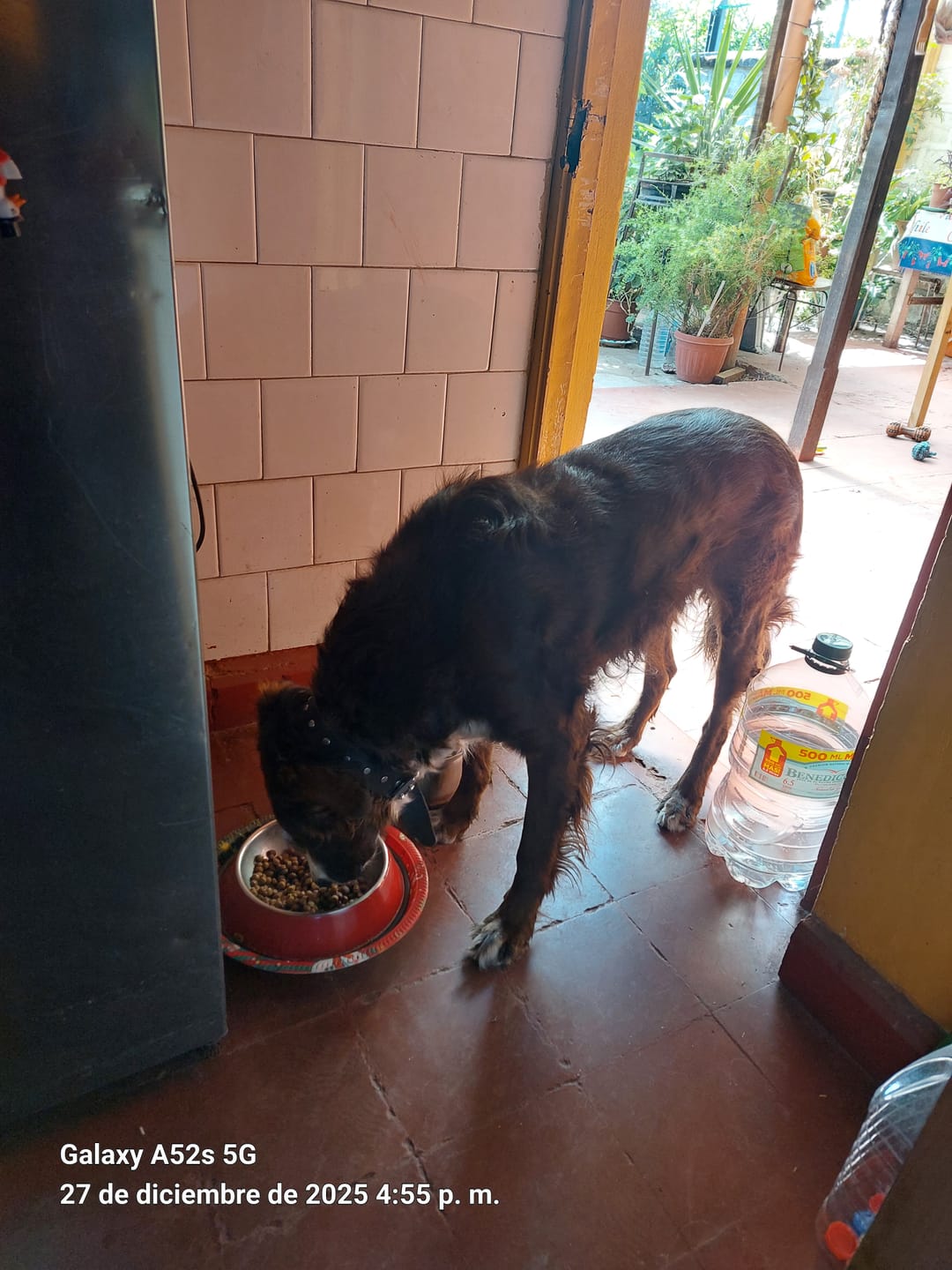 Customer photo review of CHAMPION DOG SOBRE CARNE 100GR