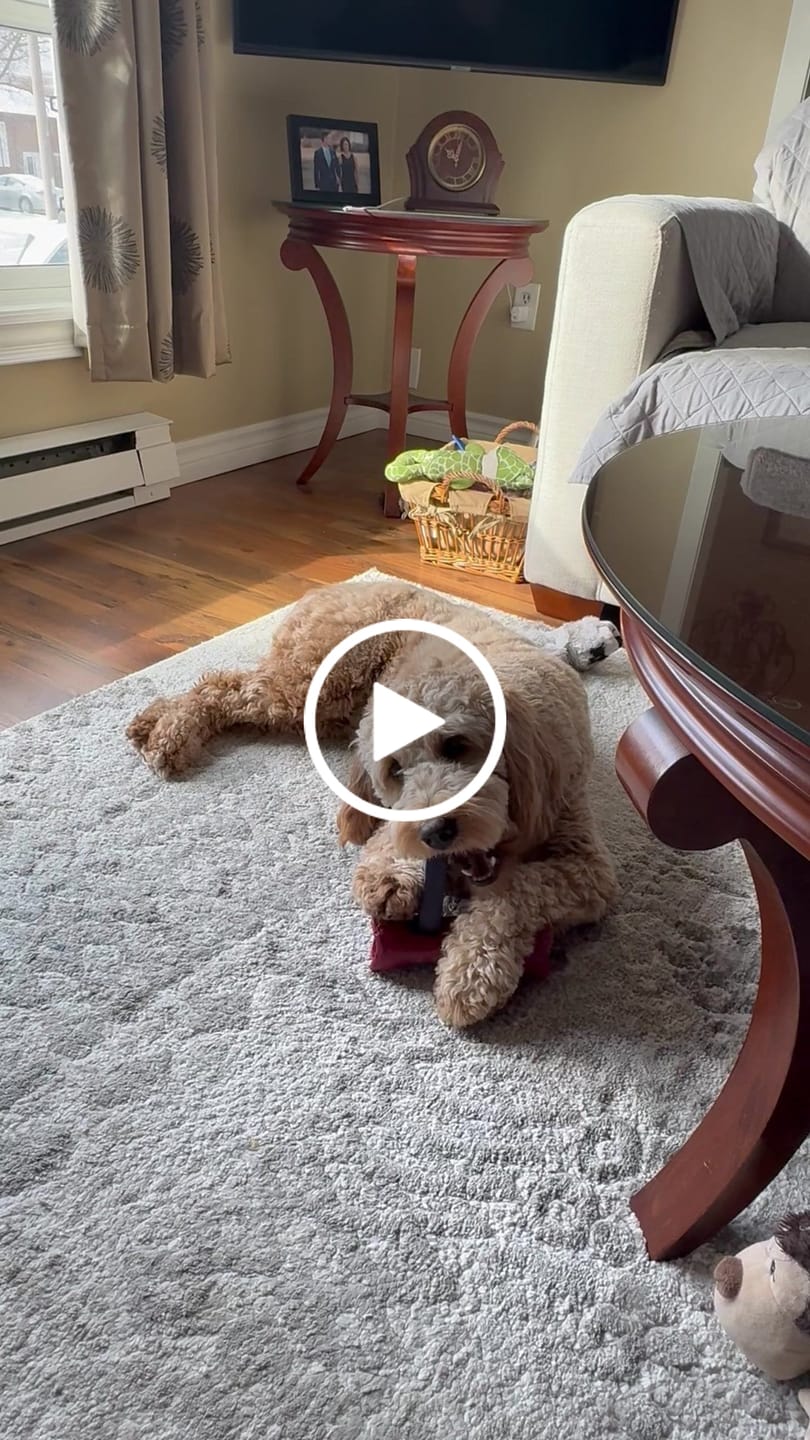 Customer video review of Himalayan Yak Chew Flavor Pack