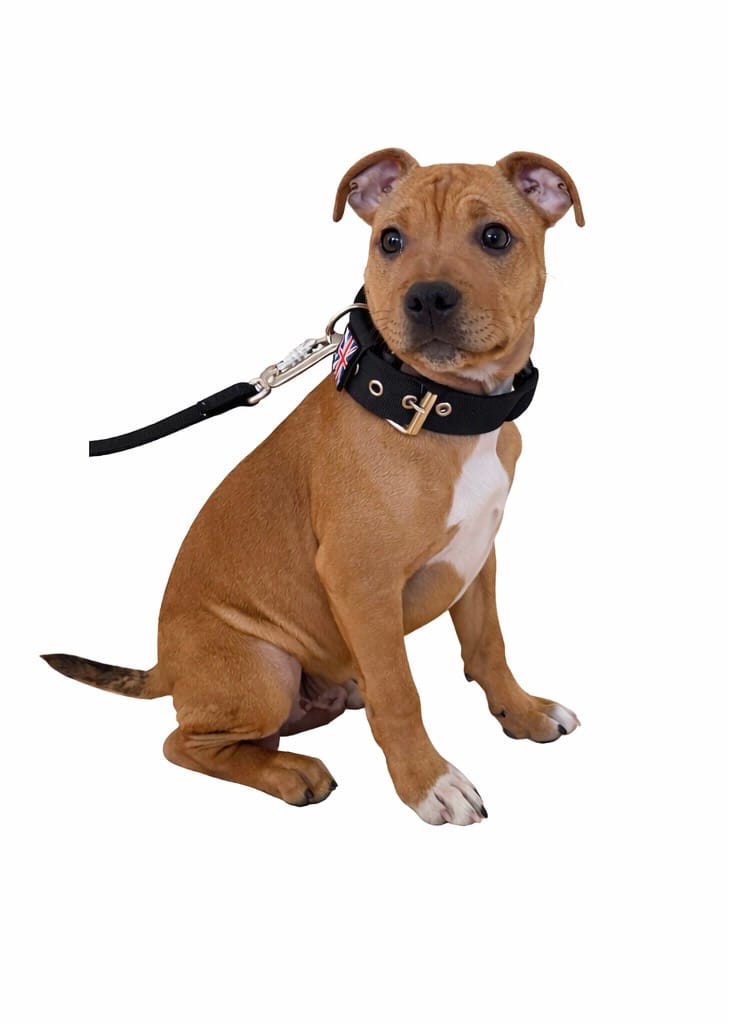 Customer photo review of Staffordshire Bull Terrier 1935® Nylon Collar - Black