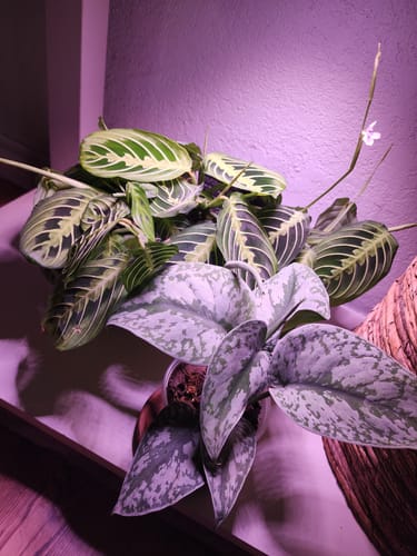 Reviewer's Lemon Maranta plant is healthy and full, with flowers blooming from multiple stems.