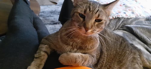 Customer photo review of 2x Blisso Advanced Cat Probiotic | Cat Probiotic for Diarrhea & Kidney Support